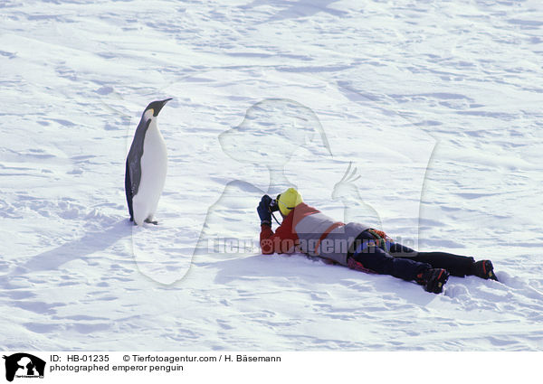 Kaiserpinguin wird fotografiert / photographed emperor penguin / HB-01235