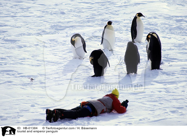 tourist and emperor penguin / HB-01384