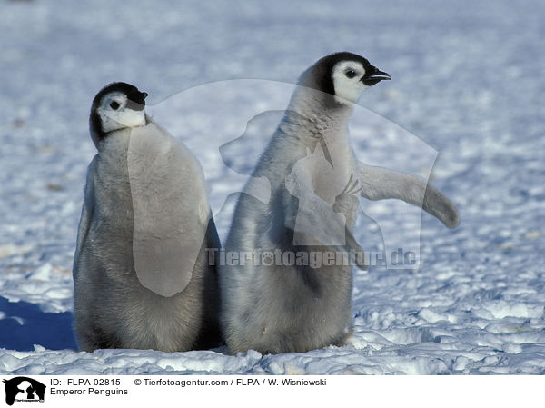 Emperor Penguins / FLPA-02815