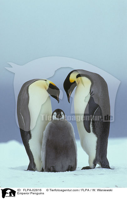 Emperor Penguins / FLPA-02816