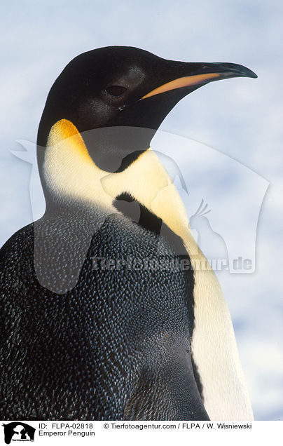 Kaiserpinguin / Emperor Penguin / FLPA-02818