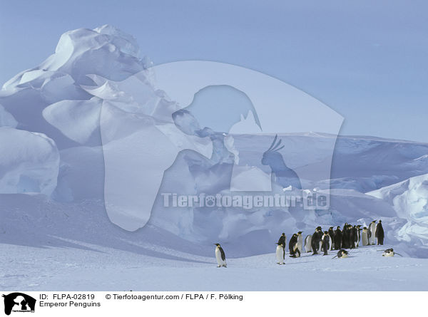 Kaiserpinguine / Emperor Penguins / FLPA-02819