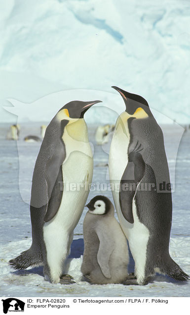 Emperor Penguins / FLPA-02820