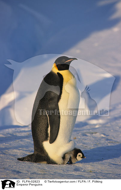 Kaiserpinguine / Emperor Penguins / FLPA-02823