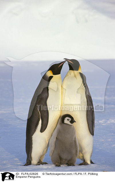 Emperor Penguins / FLPA-02826