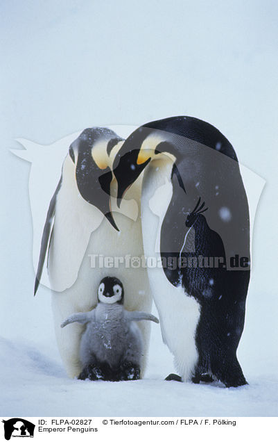 Emperor Penguins / FLPA-02827