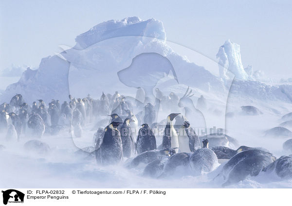 Emperor Penguins / FLPA-02832