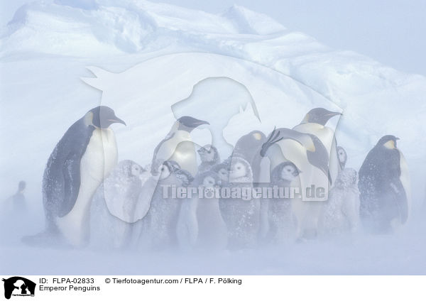 Kaiserpinguine / Emperor Penguins / FLPA-02833