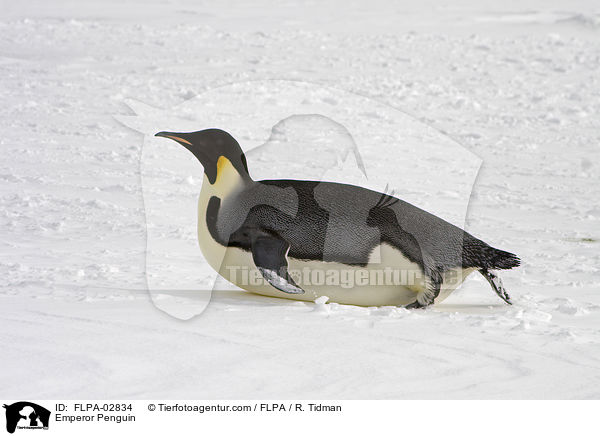 Emperor Penguin / FLPA-02834