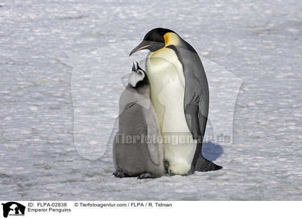 Kaiserpinguine / Emperor Penguins / FLPA-02838