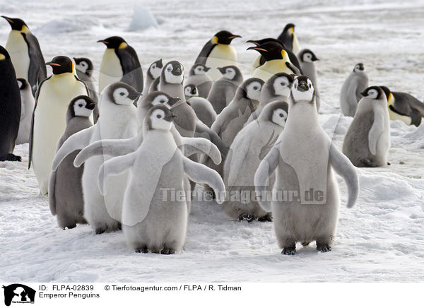 Emperor Penguins / FLPA-02839