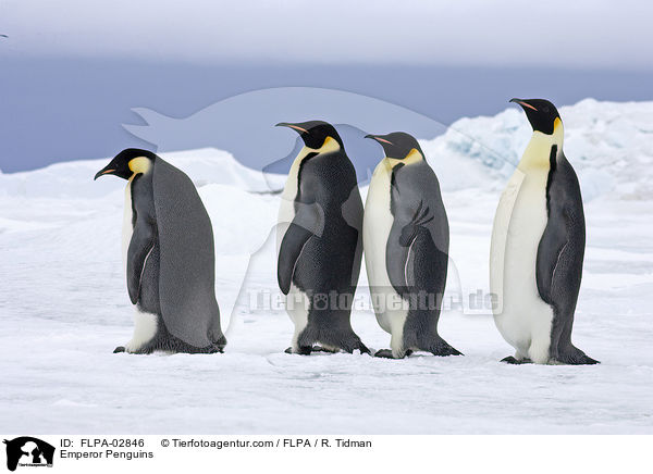 Emperor Penguins / FLPA-02846