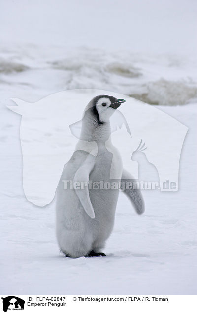 Kaiserpinguin / Emperor Penguin / FLPA-02847