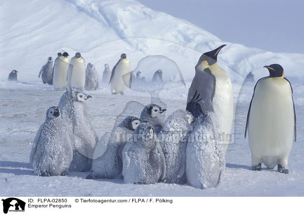 Emperor Penguins / FLPA-02850