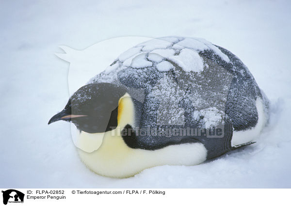 Kaiserpinguin / Emperor Penguin / FLPA-02852
