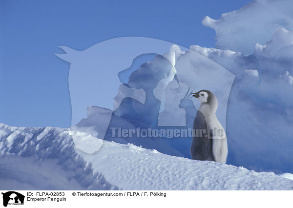 Emperor Penguin / FLPA-02853