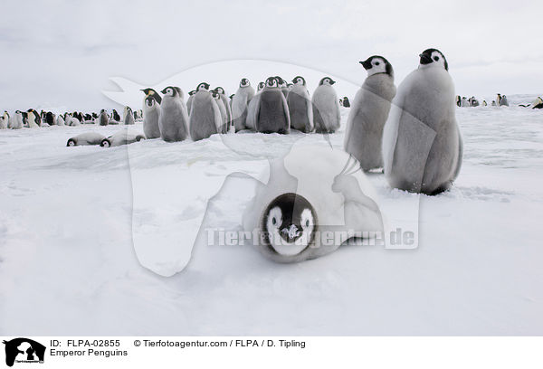 Emperor Penguins / FLPA-02855