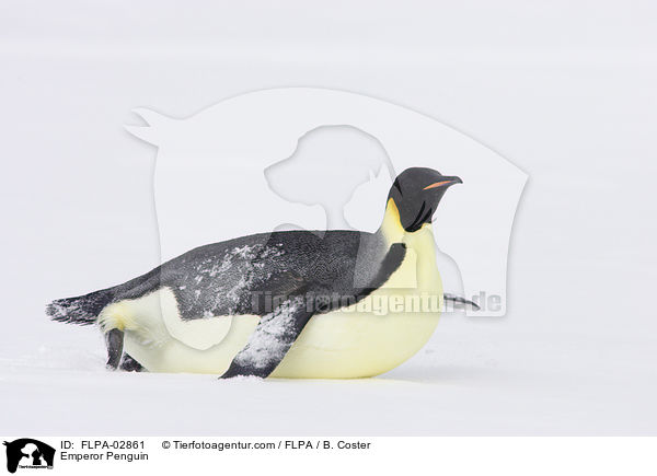 Emperor Penguin / FLPA-02861