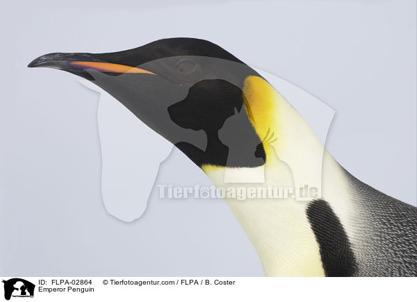 Emperor Penguin / FLPA-02864