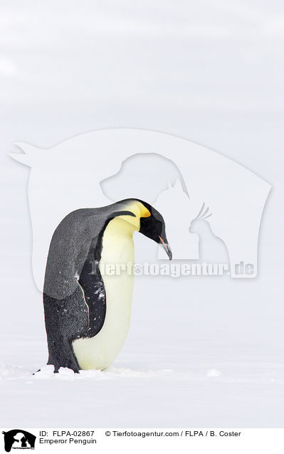 Emperor Penguin / FLPA-02867