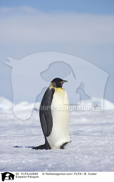 Kaiserpinguin / Emperor Penguin / FLPA-02869