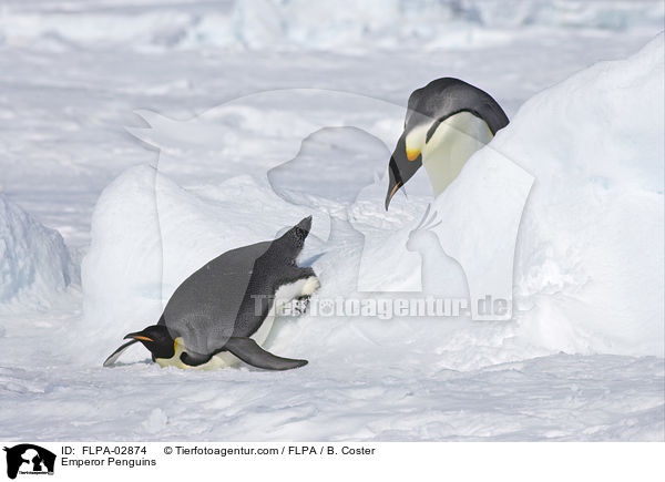 Emperor Penguins / FLPA-02874
