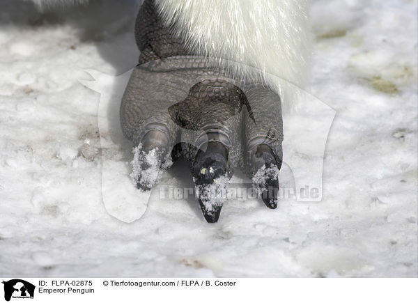 Kaiserpinguin / Emperor Penguin / FLPA-02875