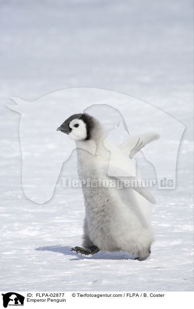 Emperor Penguin / FLPA-02877