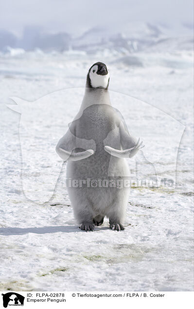 Emperor Penguin / FLPA-02878