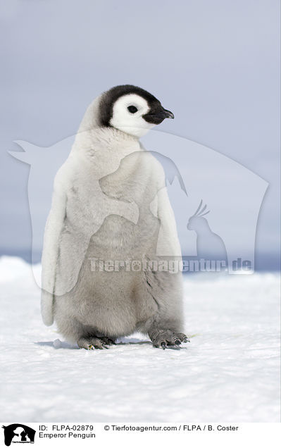 Emperor Penguin / FLPA-02879