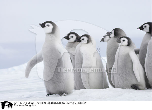 Emperor Penguins / FLPA-02882