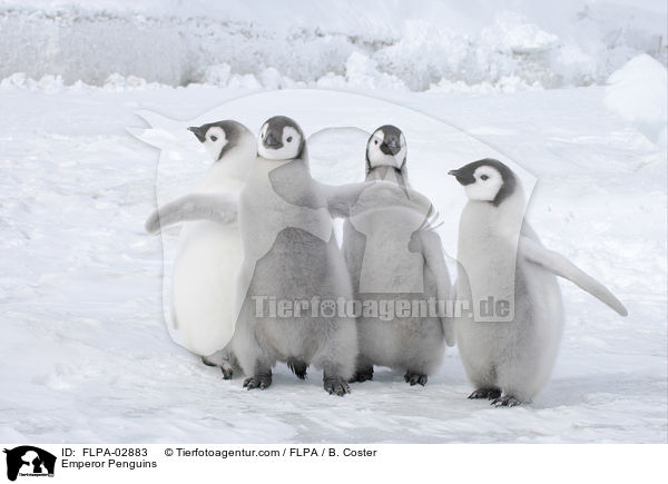 Emperor Penguins / FLPA-02883
