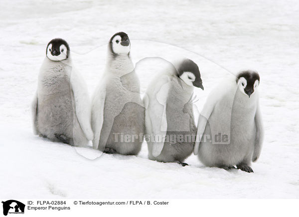Emperor Penguins / FLPA-02884