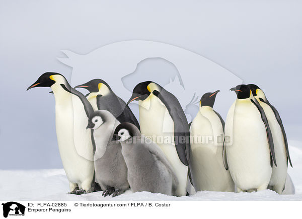 Emperor Penguins / FLPA-02885
