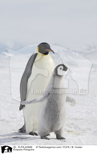 Emperor Penguins / FLPA-02886