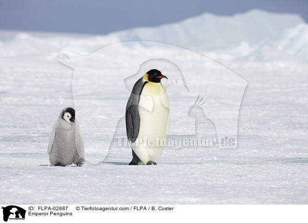 Emperor Penguins / FLPA-02887