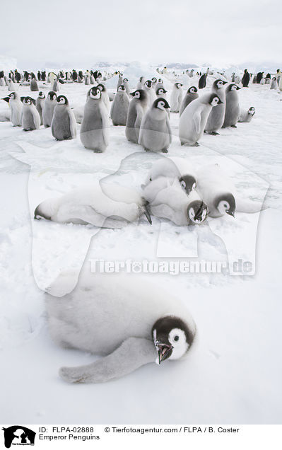 Emperor Penguins / FLPA-02888