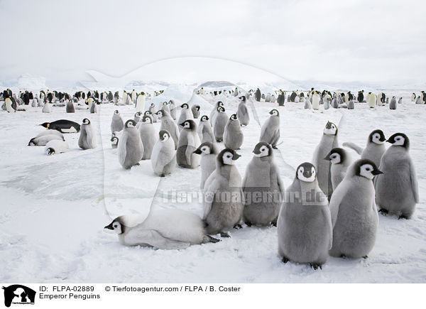 Emperor Penguins / FLPA-02889