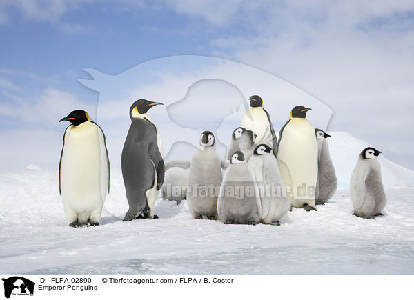 Emperor Penguins / FLPA-02890