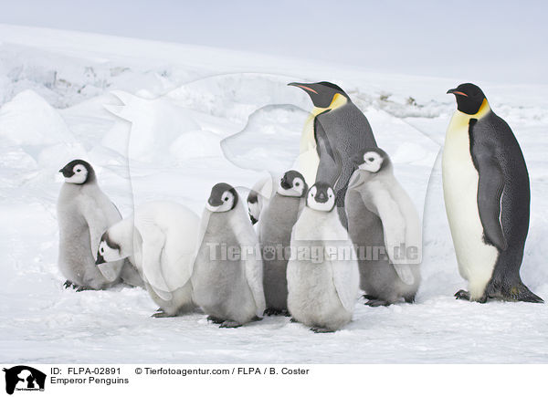 Emperor Penguins / FLPA-02891