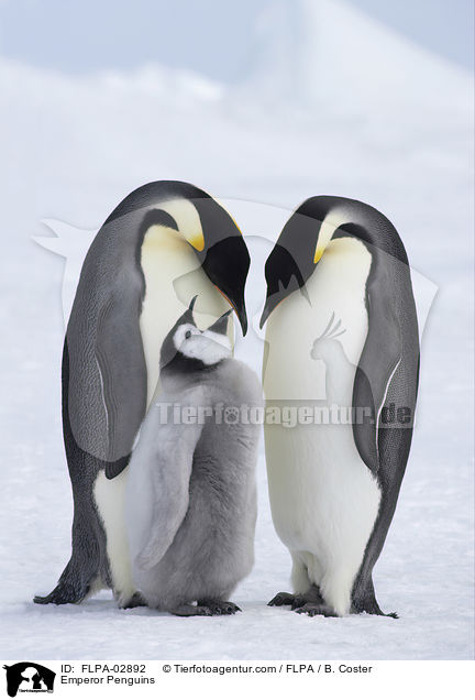Emperor Penguins / FLPA-02892