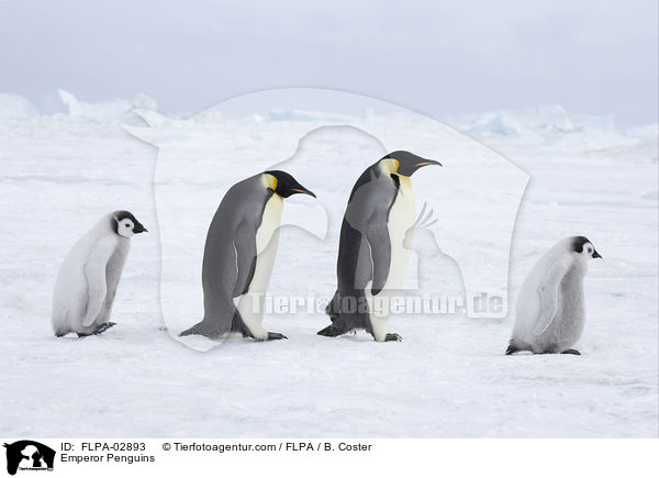 Emperor Penguins / FLPA-02893