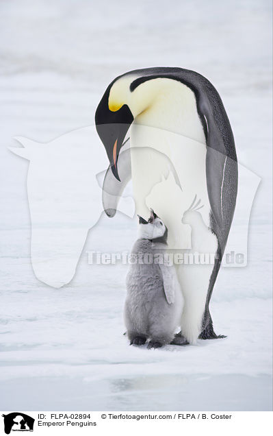 Emperor Penguins / FLPA-02894