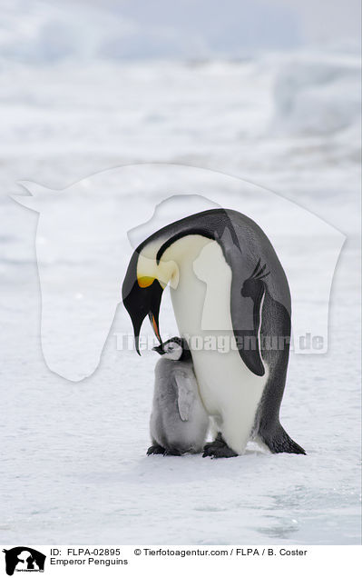 Emperor Penguins / FLPA-02895