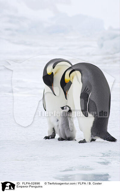 Emperor Penguins / FLPA-02896