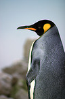 Emperor Penguin