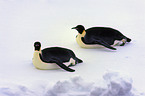 lying emperor penguins