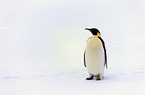 standing emperor penguin