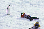 photographed emperor penguin