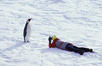 photographed emperor penguin